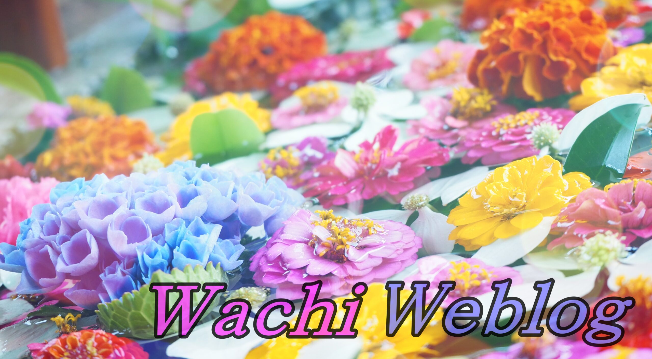 wachiweblog